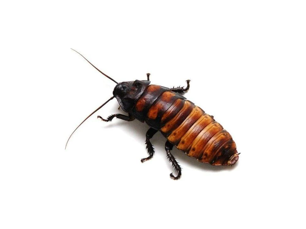 Live Insects For Sale