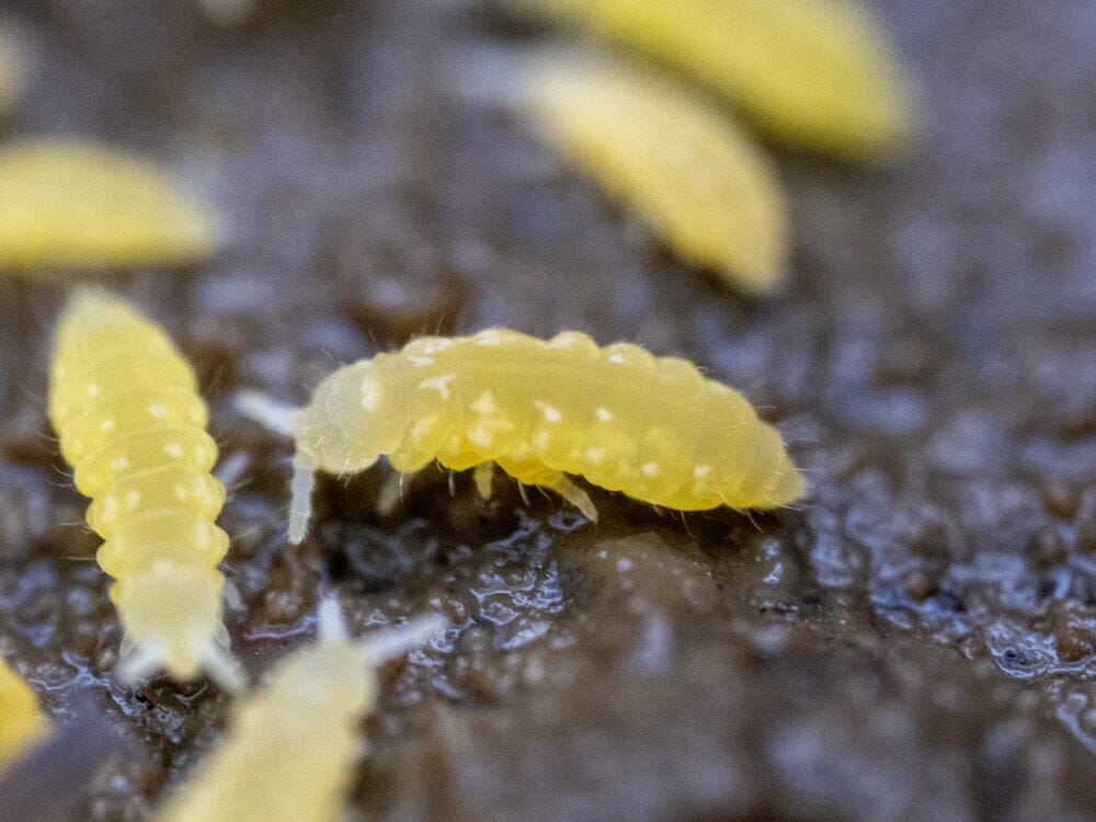 Isopods For Sale